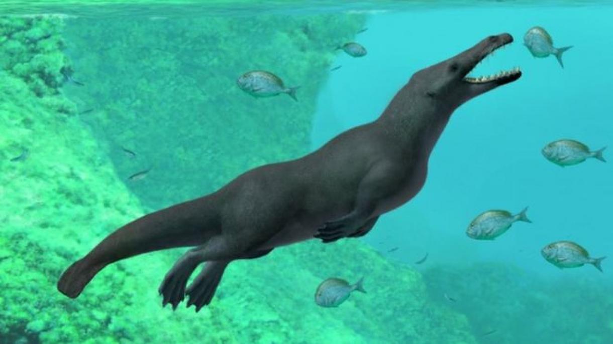 Descubren en Perú un fósil de ballena cuadrúpeda que data de 43 millones de años