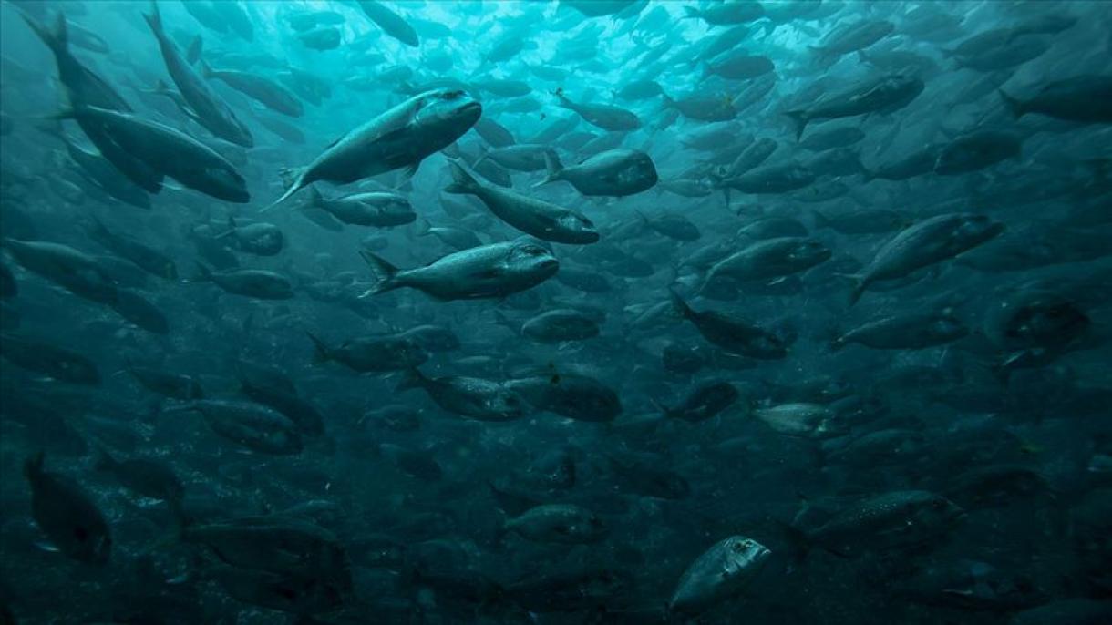 افزایش صادرات ماهی های پرورشی در ترکیه