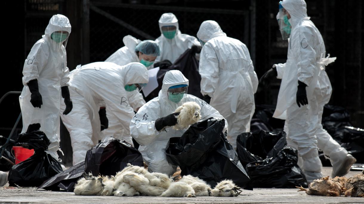 شیوع بیماری انفولانزای مرغی در ایران و بخش بزرگی از جهان