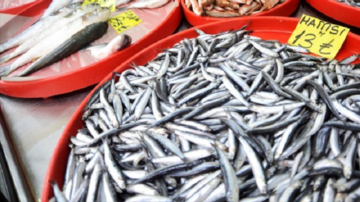 Turchia aumenta le esportazioni di prodotti dell'acquacoltura