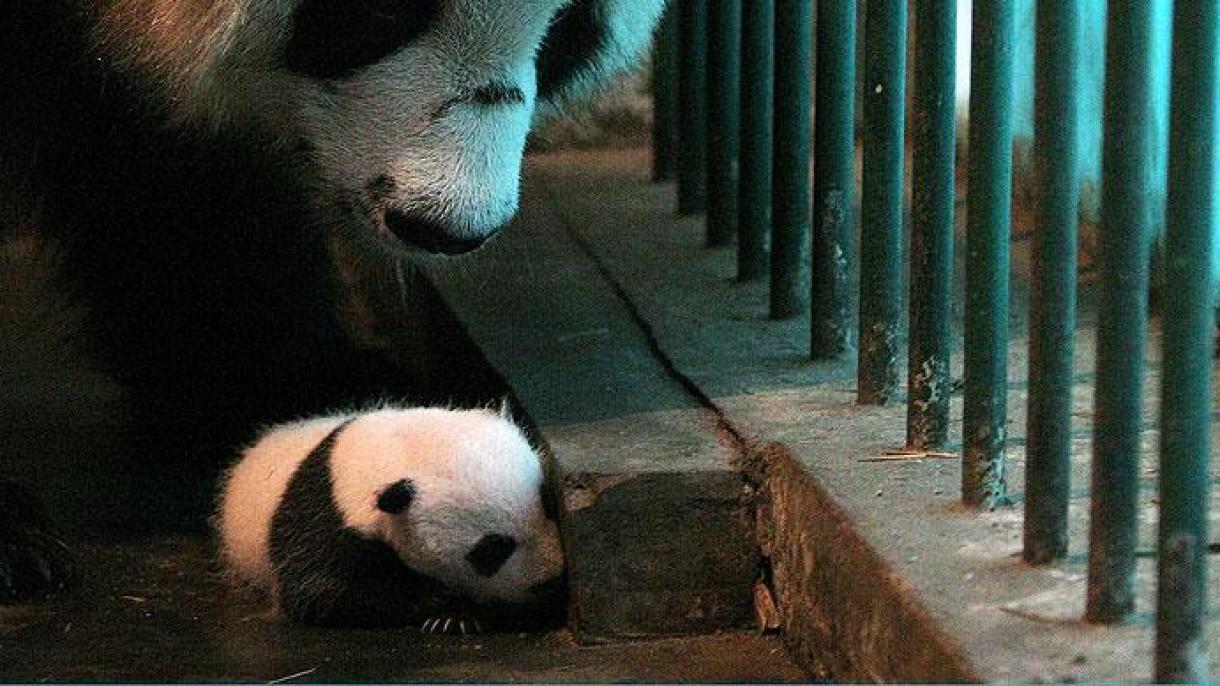 Çində ilin ilk əkiz panda balaları dünyaya gəldi