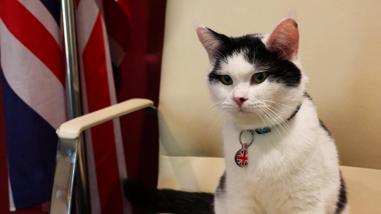 لورنس، اولین گربه دیپلمات در سفارت انگلیس