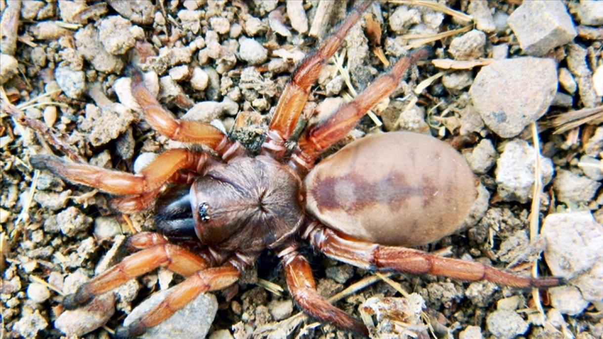 La especie de araña descubierta en Turquía entró en la literatura mundial
