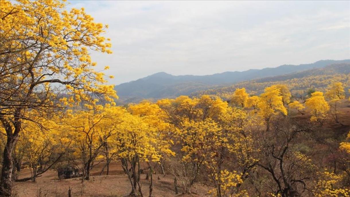 Ecuador asegura la protección del bosque seco tropical en la Amazonía