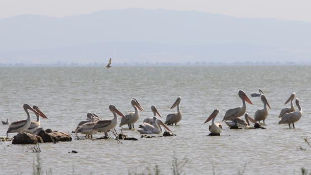 Птичият рай на река Къзълърмак във временния списък на ЮНЕСКО