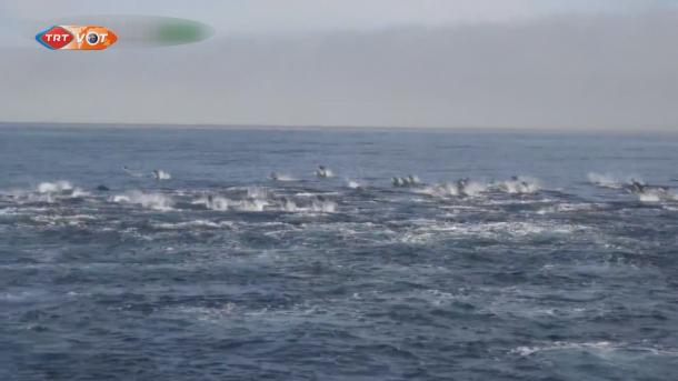 美国加州海域海豚自由游荡