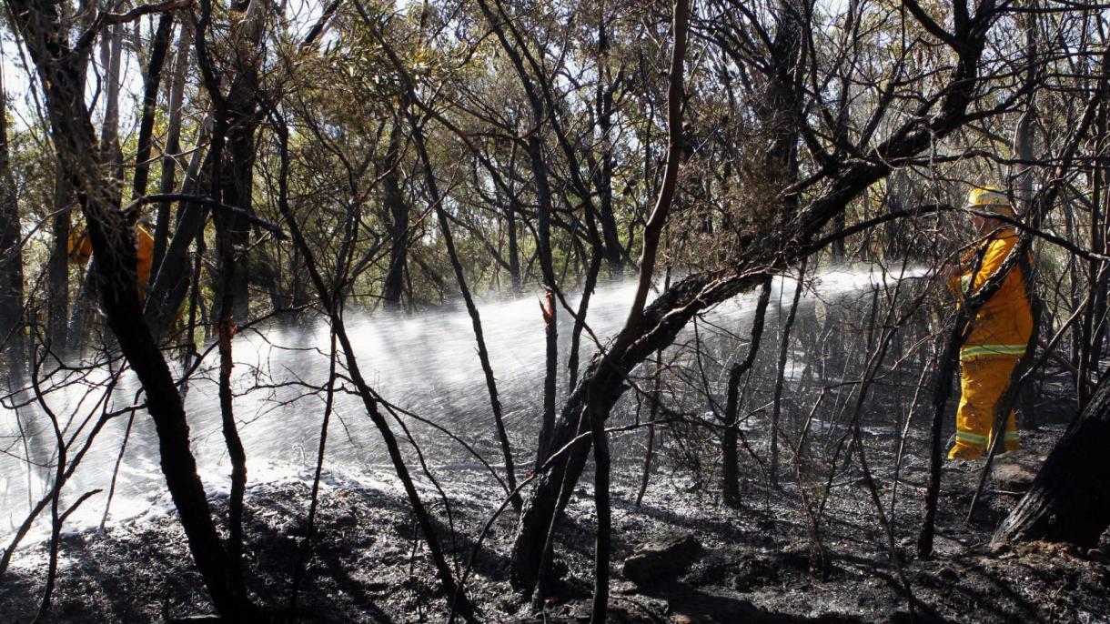 ادامه آتش‌سوزی جنگلی در پارک پایلت ماونتن کارولینای شمالی