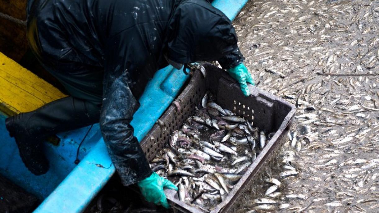 La muerte de peces en Costa Rica se origina principalmente por falta de oxígeno