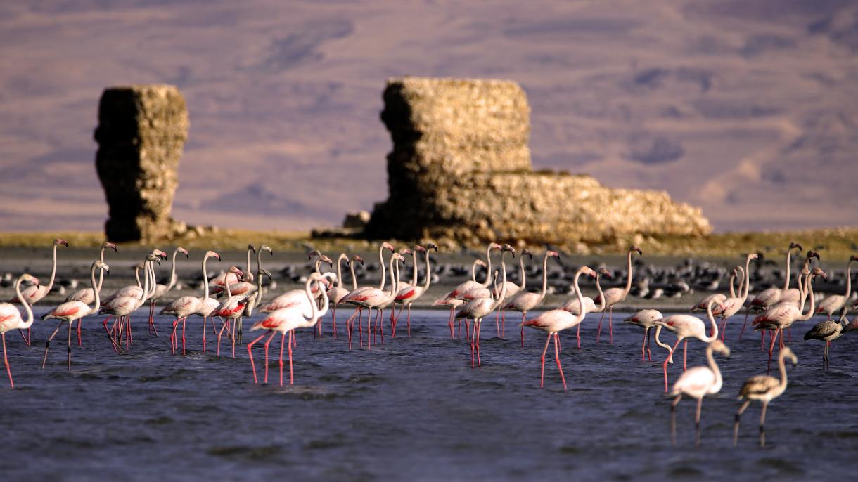van golu flamingo.jpg