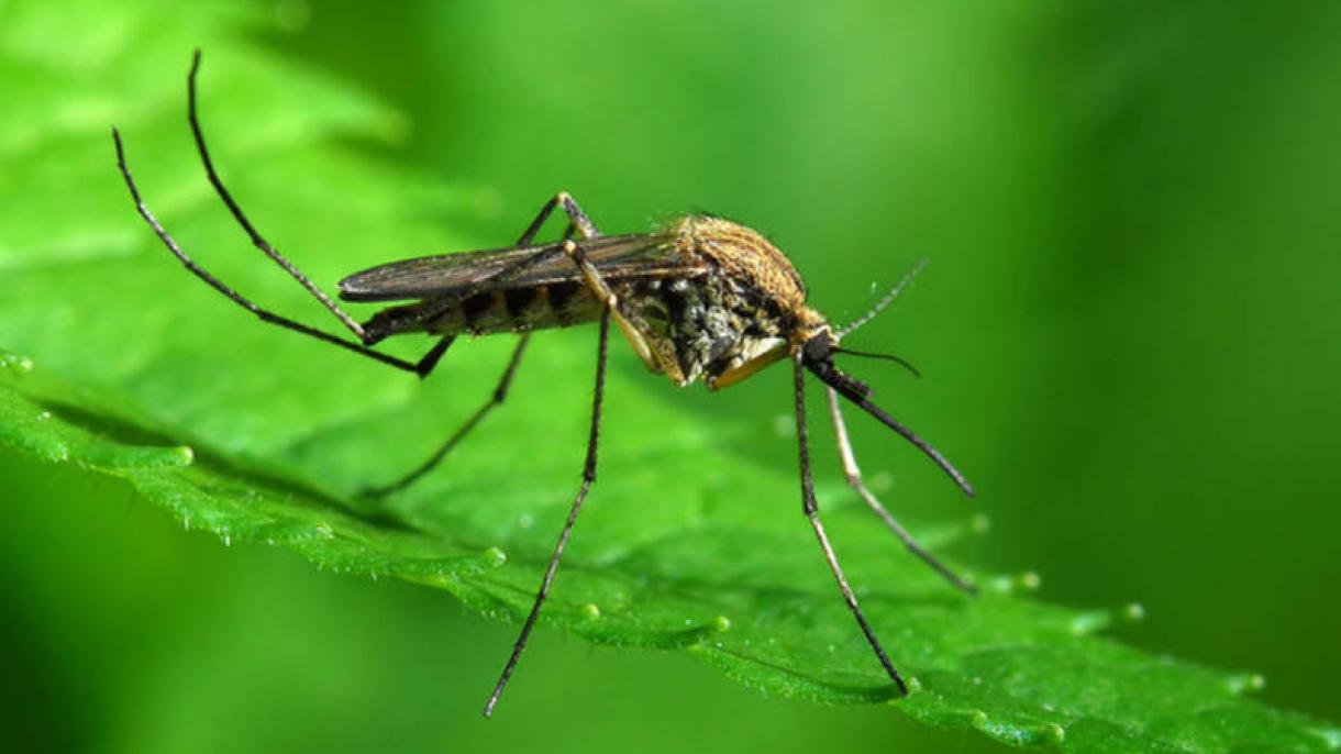 2019-ben sok halált okozott a dengue-láz