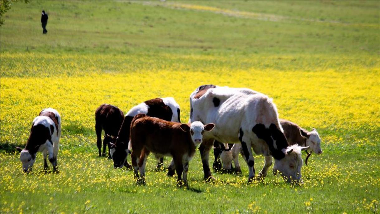 韩国全国范围内累计报告29例牛疙瘩病例