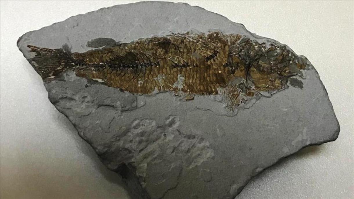 Encuentran fósiles de peces de hace 16 millones de años en Turquía