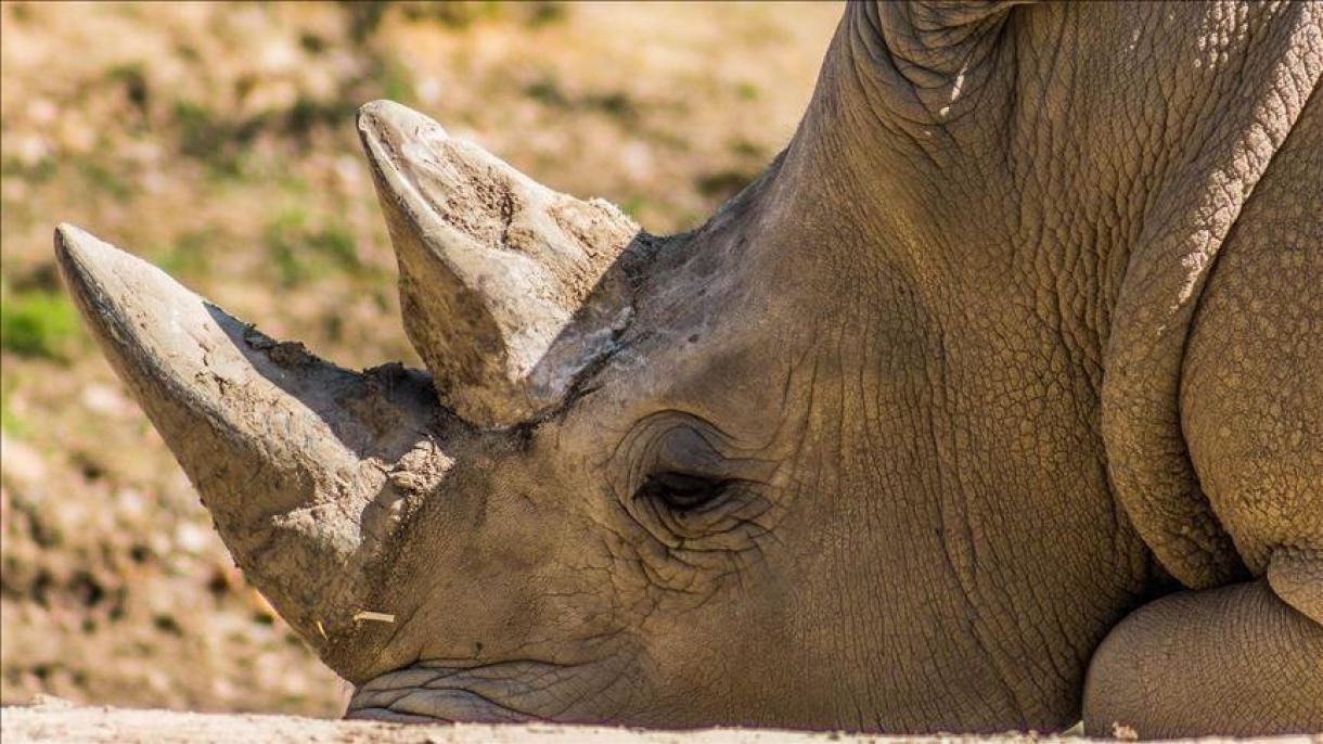Encuentran 24 cadáveres de rinoceronte en Sudáfrica en solo dos semanas