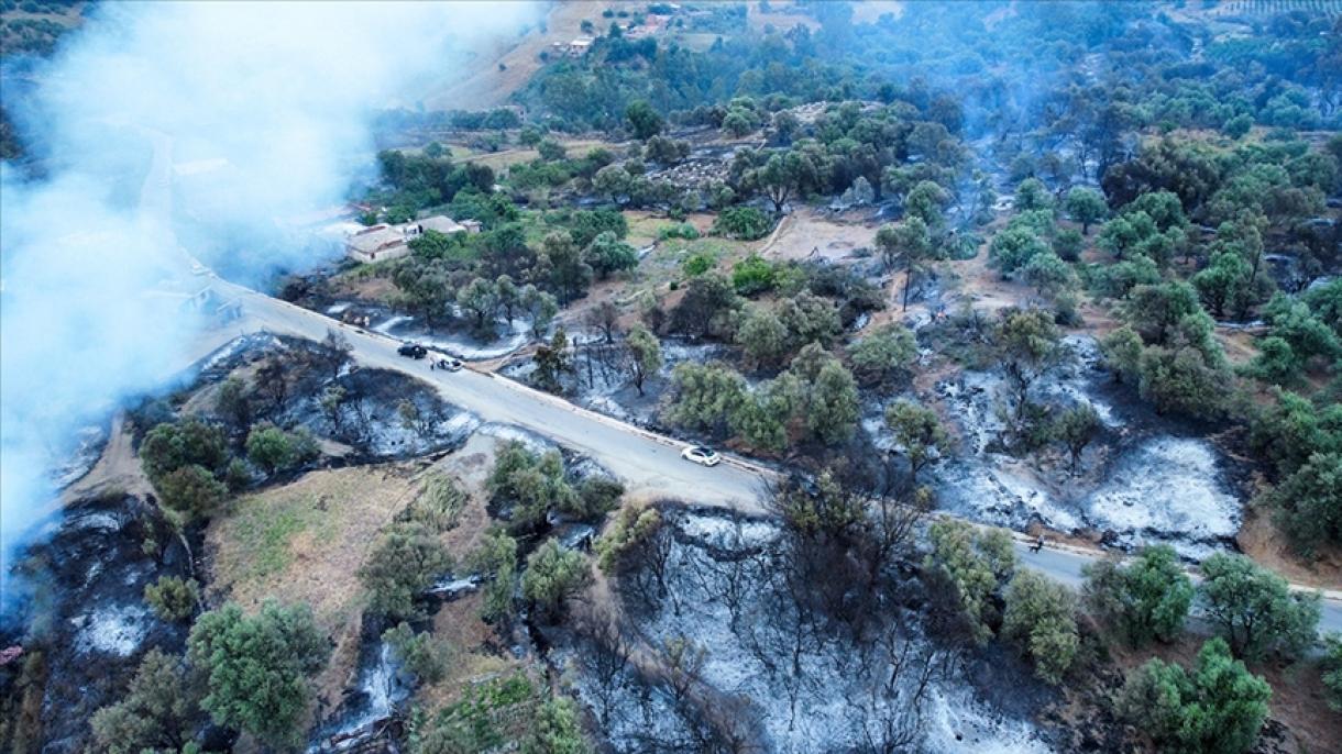 شروع دوباره آتش‌سوزی جنگل در الجزایر