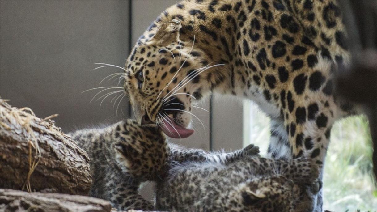 India ve un aumento del 60% en la población de leopardos