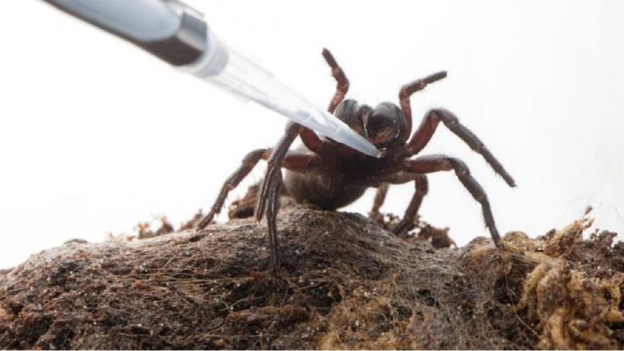 El veneno de araña puede proteger en contra de los efectos irreversibles de parálisis