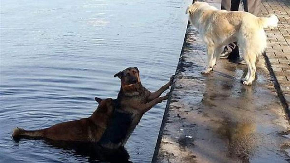 Erosimo di una cane  randagio