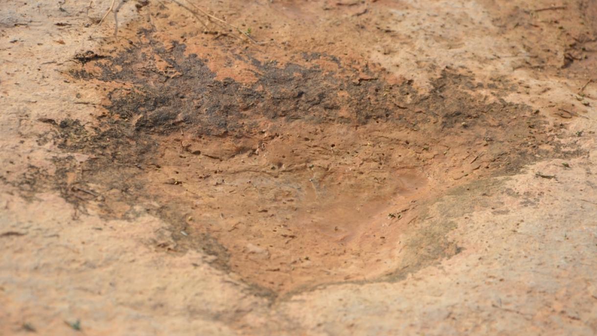 Emberelődök több millió éves lábnyomaira bukkantak Tanzániában