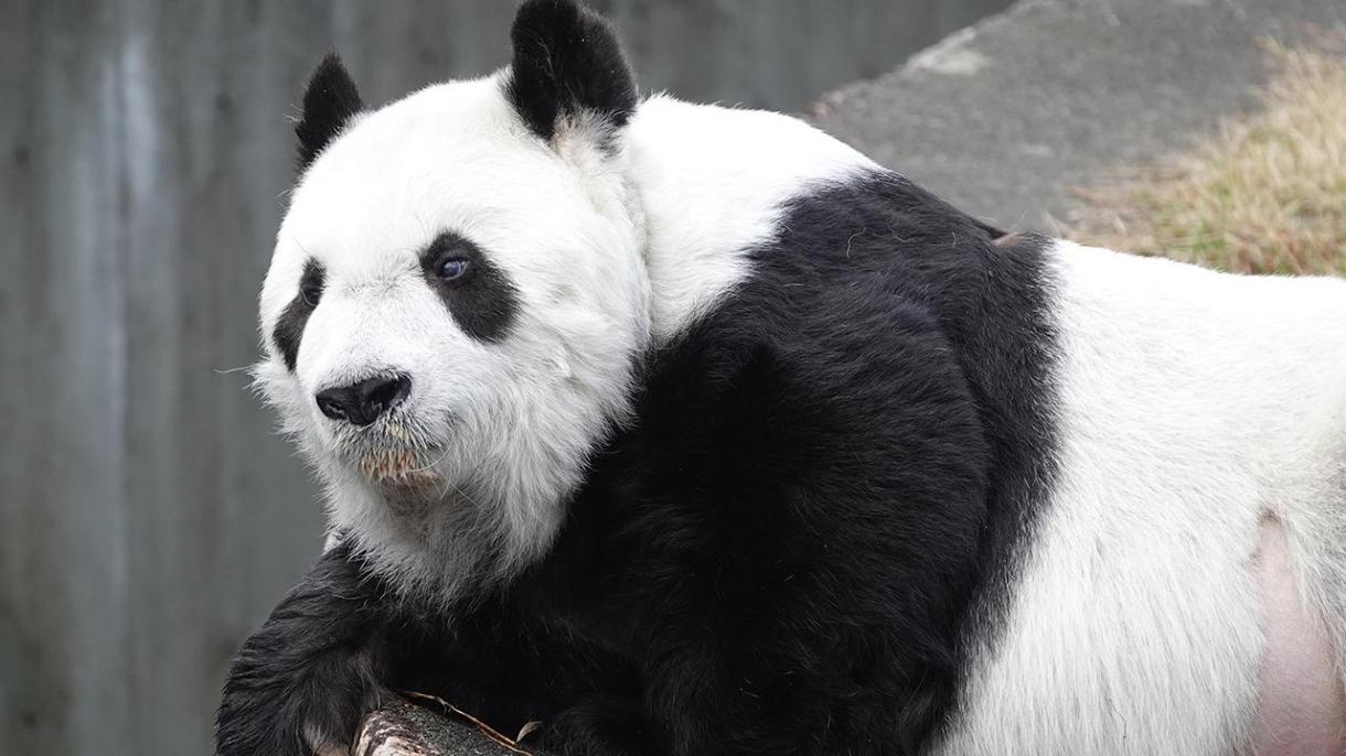 Почина най-възрастната панда на Япония...
