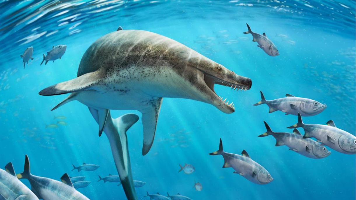 Fue descubierta una especie de lagarto marino de 66 millones de años en Marruecos