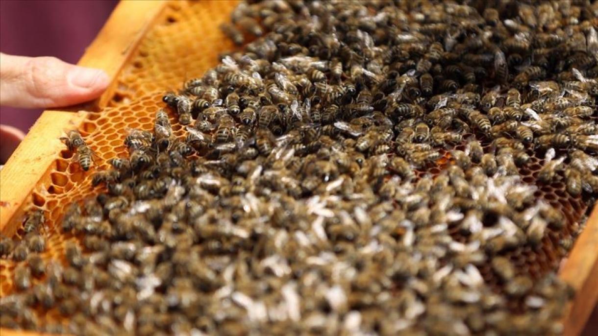 ONU reconhece o valor do mel de pinheiro da Turquia, no Dia Mundial das Abelhas