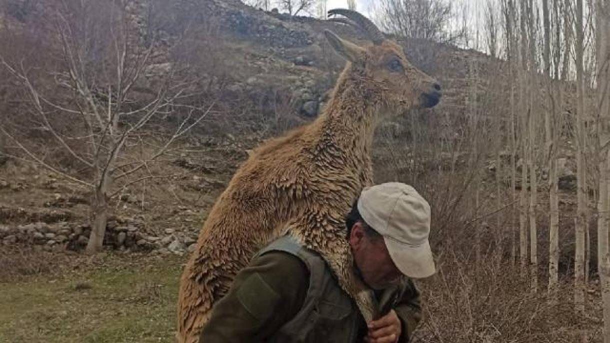 نجات یک بز بیمار وحشی توسط همیار طبیعت در ترکیه