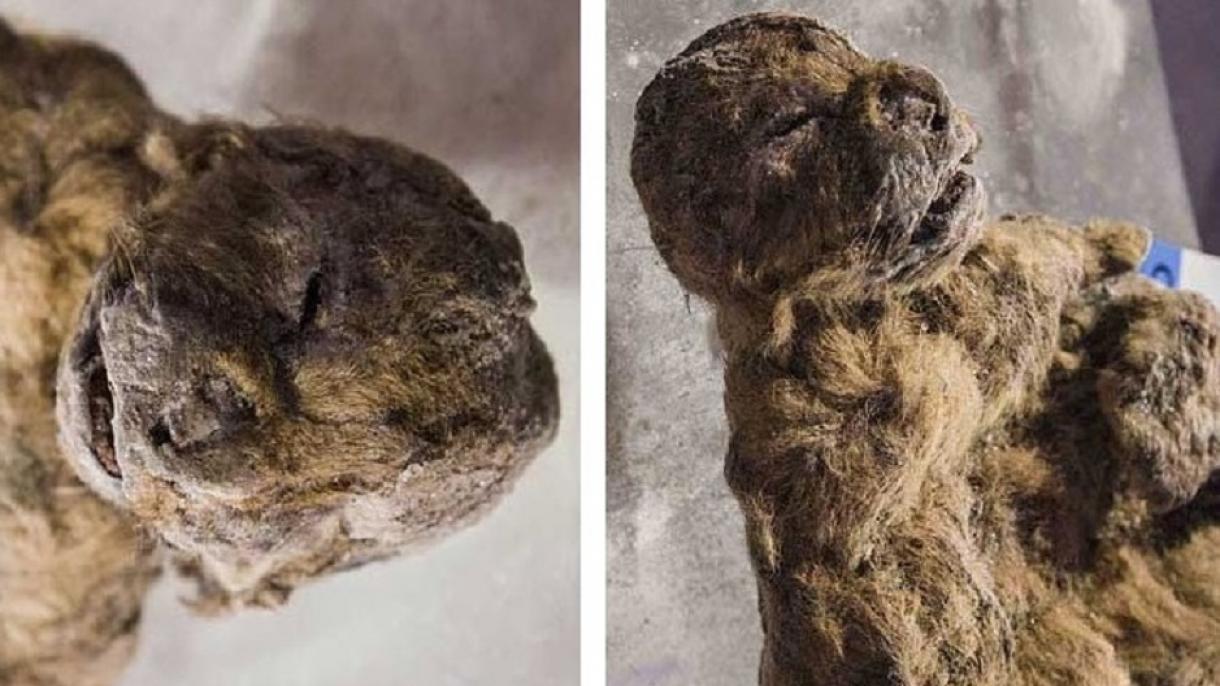 کشف دو توله شیر 30 هزار ساله در سیبری