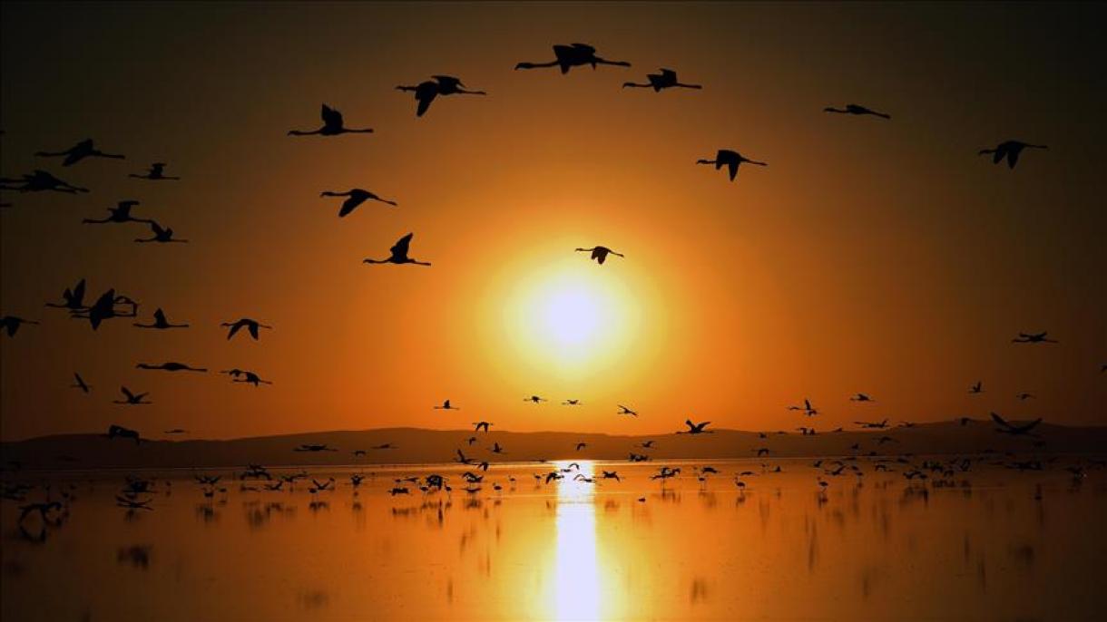 دریاچه نمک؛ بهشت پرندگان مهاجر در ترکیه