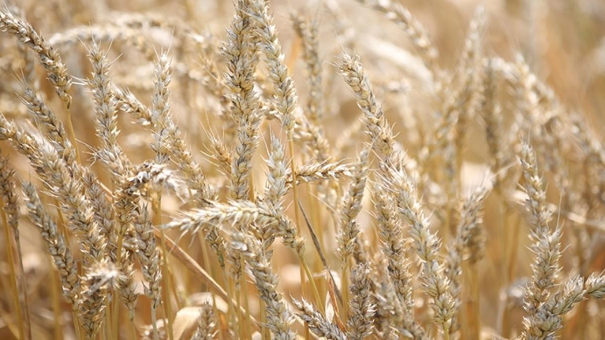 Los precios del trigo alcanzaron un máximo histórico