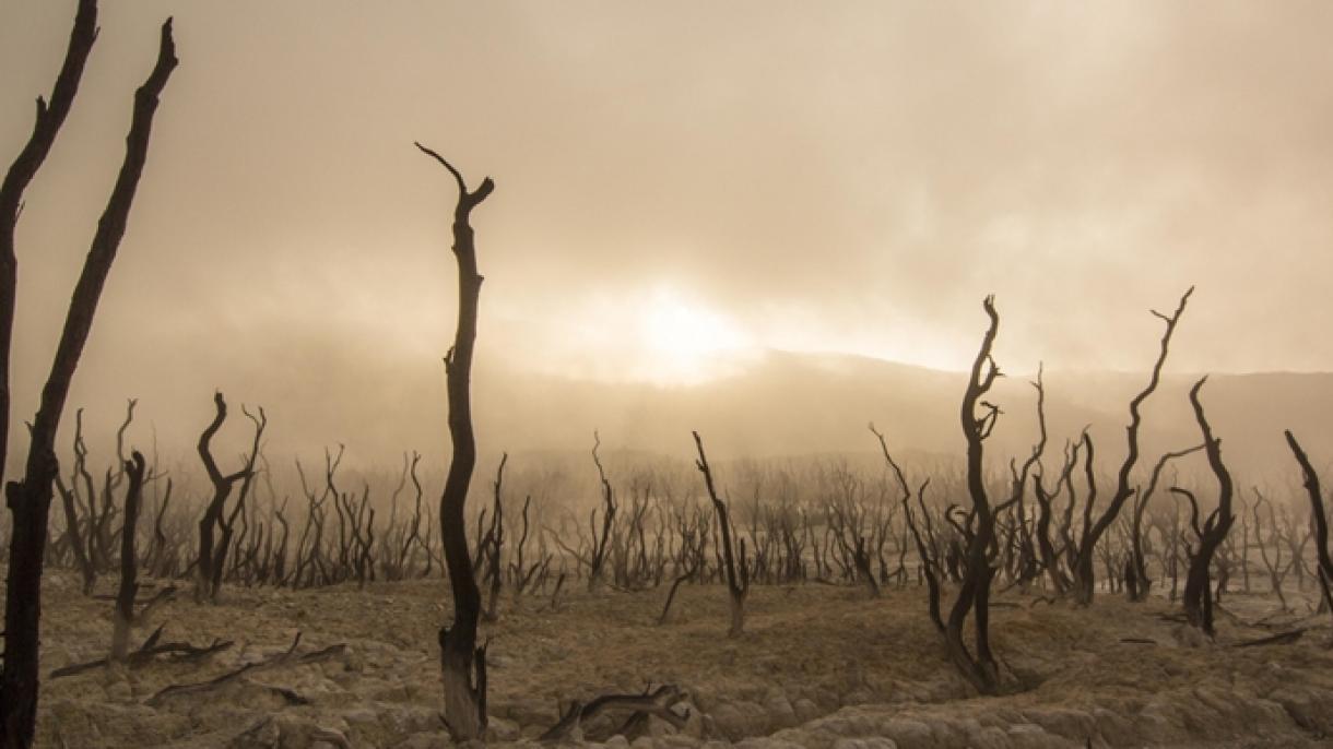 COP26, i leader si impegnano a fermare la perdita delle foreste entro il 2030