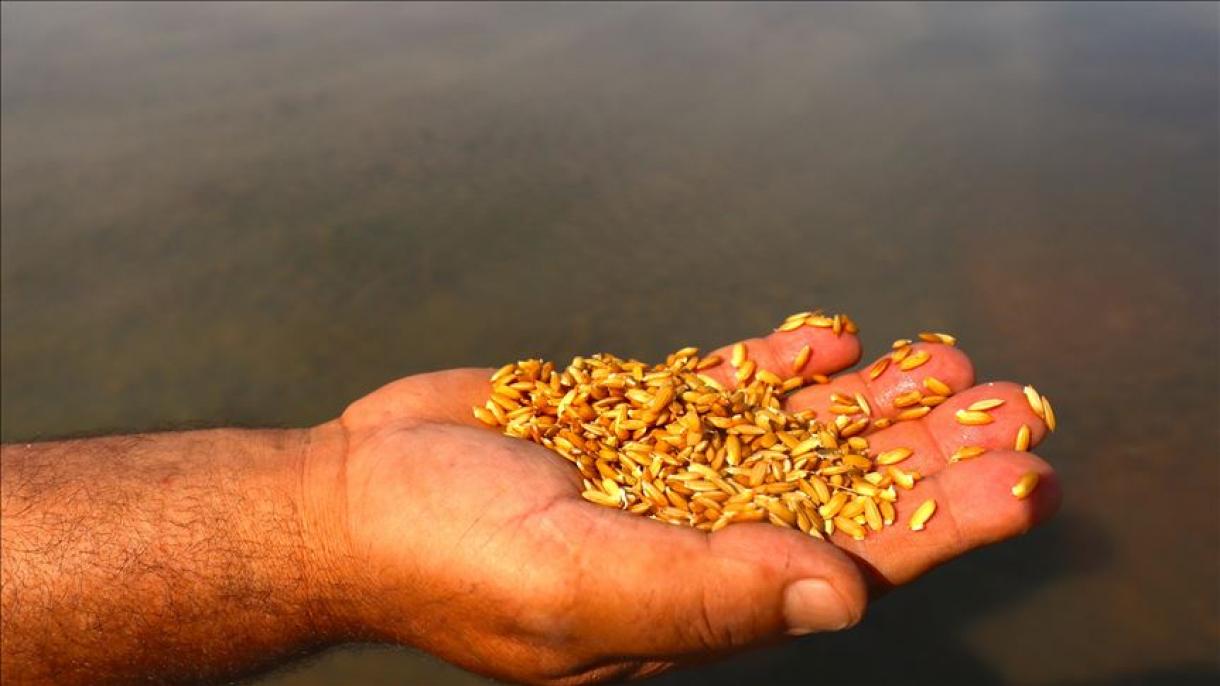 Colombia planea sembrar 531.413 hectáreas de arroz en 2020