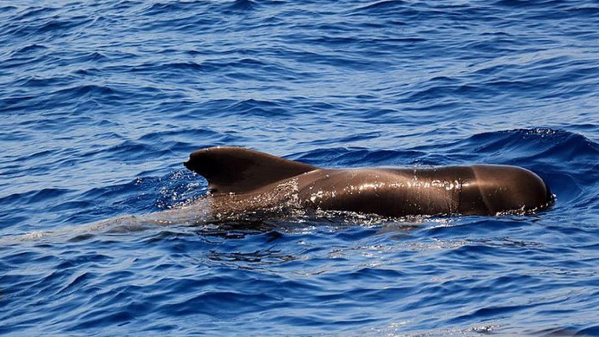مرگ تلخ صدها نهنگ در آبهای کم‌عمق تاسمانی