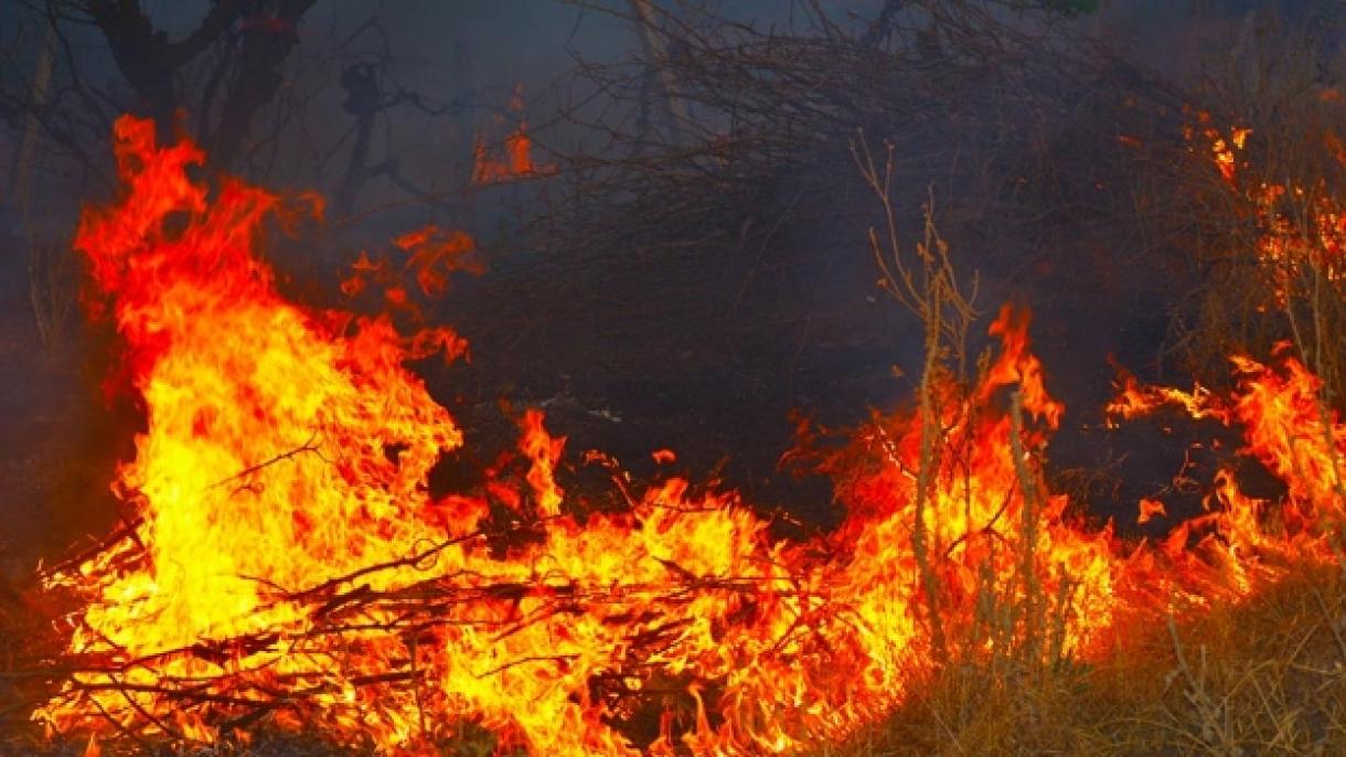 伊朗发生森林大火  4人丧生