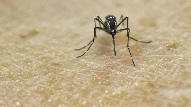 FAO creará una estrategia regional para disminuir el impacto del virus del Zika en A.Latina