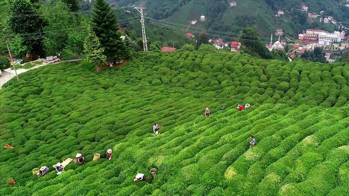 جاری ییل نینگ دستلبکی بیش آییده تورکیه نینگ چای صادراتی تقریباً اون میلیون دالر گه ییتدی