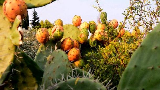 A dél-amerikai Notocactus lesz a fő szereplője a tavaszi kaktuszkiállításnak