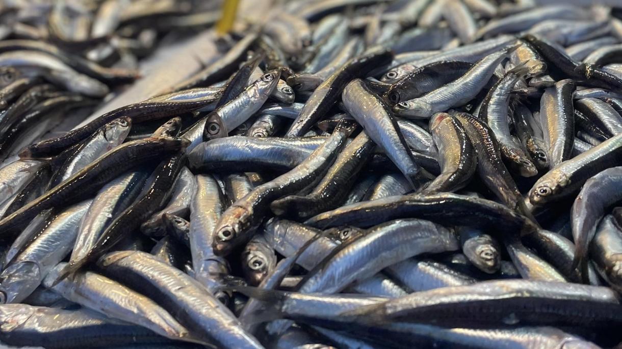 درآمد 11 میلیون و 100 هزار دلاری از ماهی آنچوی طی سال گذشته