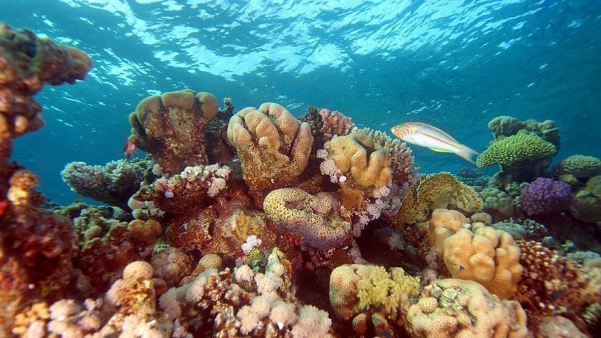 14 % от кораловите рифове по света са изчезнали за по -малко от 10 години