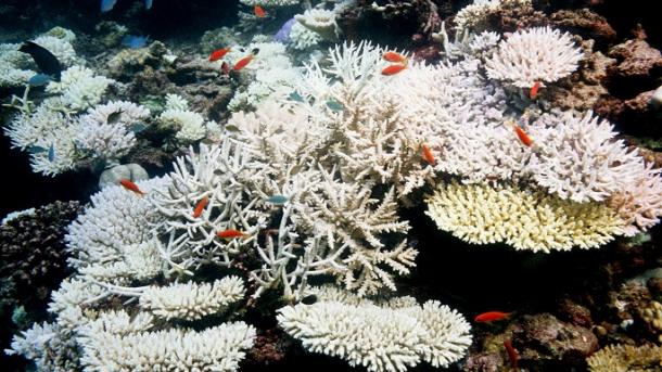 Korallfehéredés pusztít a Chagos-szigetek körüli tengeri rezervátumban