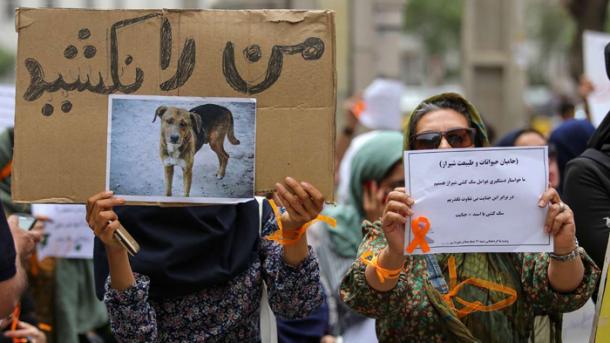 کشتار بیش از 8 هزار سگ در شهر رفسنجان ایران
