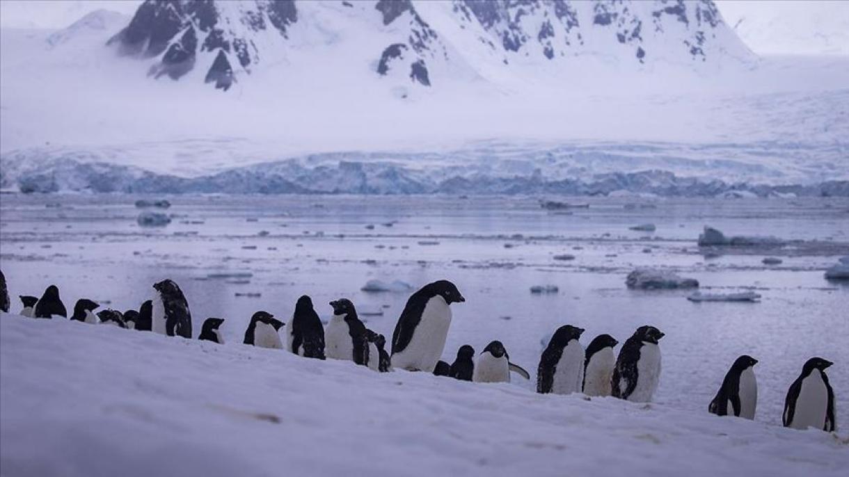 هزاران پنگوئن در قطب جنوب تلف شد