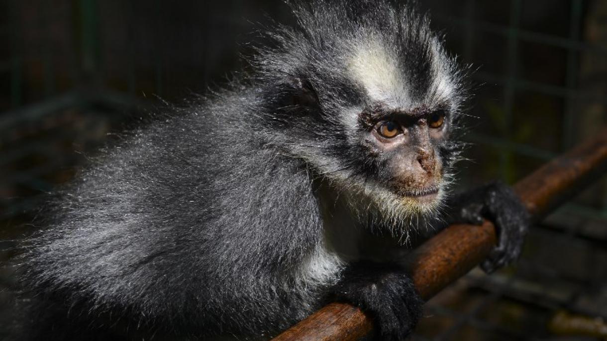 La conservación de primates requiere de enfoque antropológico y compromiso ético