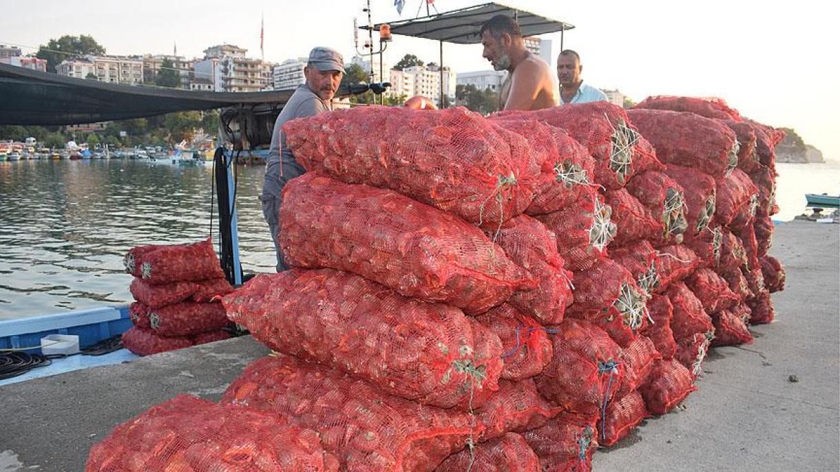 صید حلزون دریایی منبع در آمد مهم برای ماهیگیران دریای سیاه