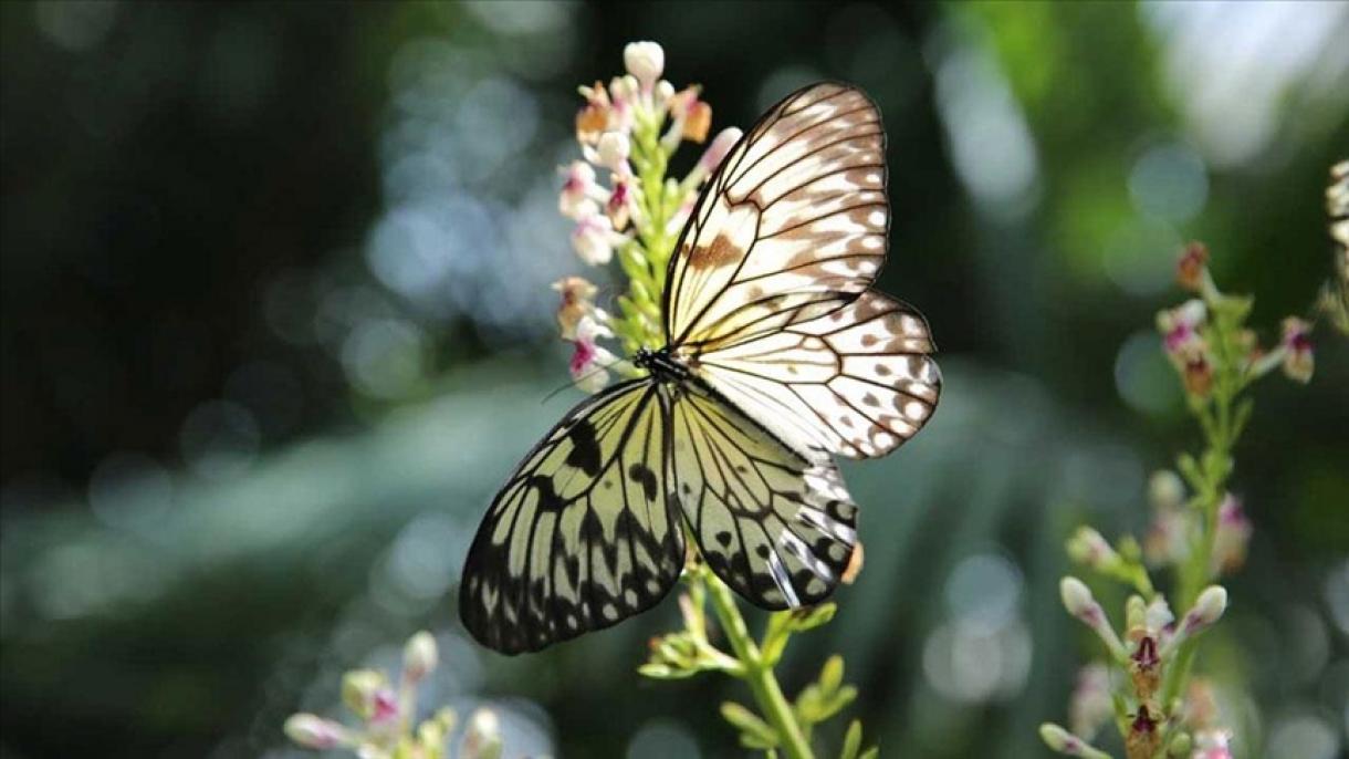 رکورد باغ پروانه‌های گرمسیری قونیه در تعداد بازدیدکننده