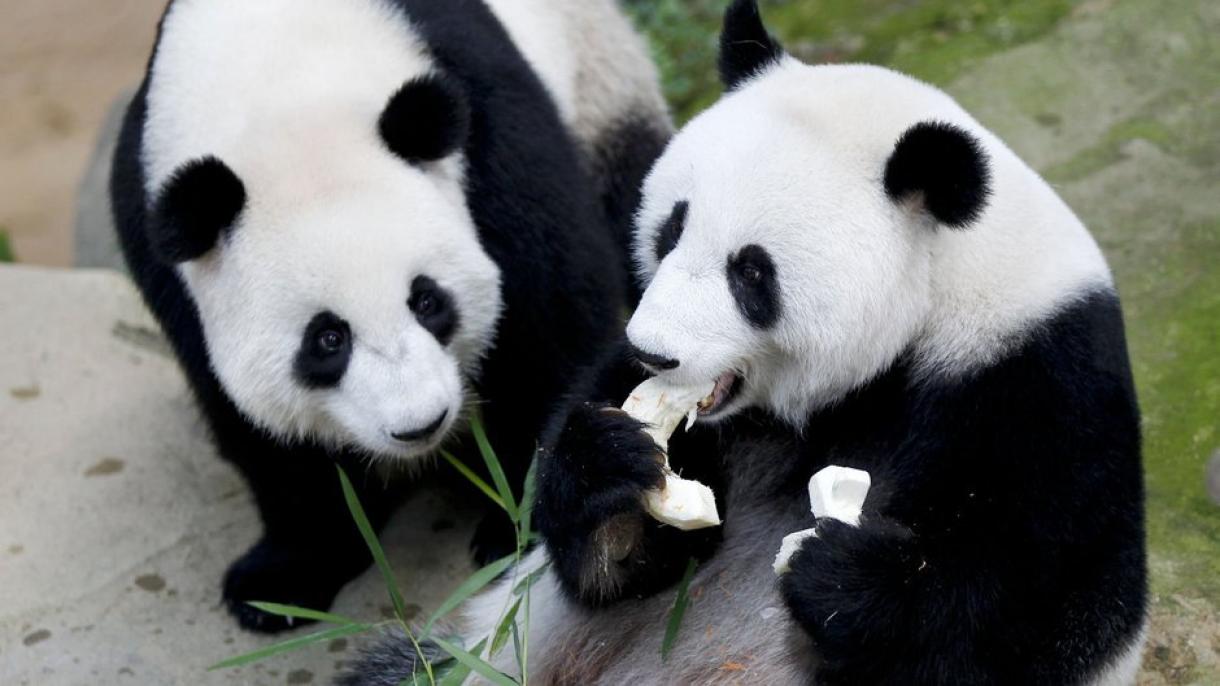 Китайска компания създаде салфетки и тоалетна хартия от екскременти на панда