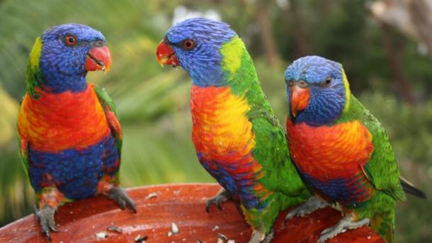Új papagájfajt fedeztek fel a mexikói Yucatán-félszigeten