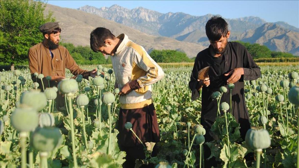 در افغانستان تولید مواد مخدر ۴۳ فیصد افزایش یافته است