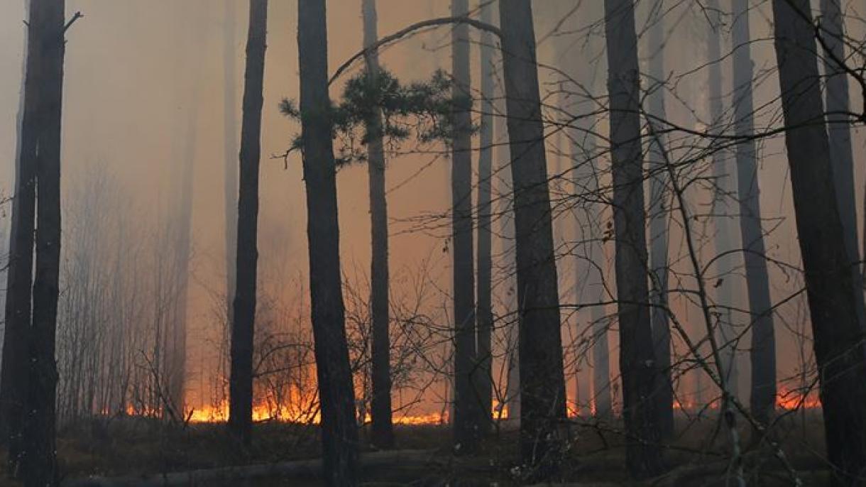 روس میں جنگل کی آگ