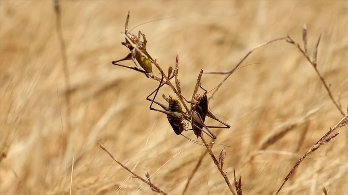 FAO avverte per la terribile invasione delle locuste del deserto  in Africa