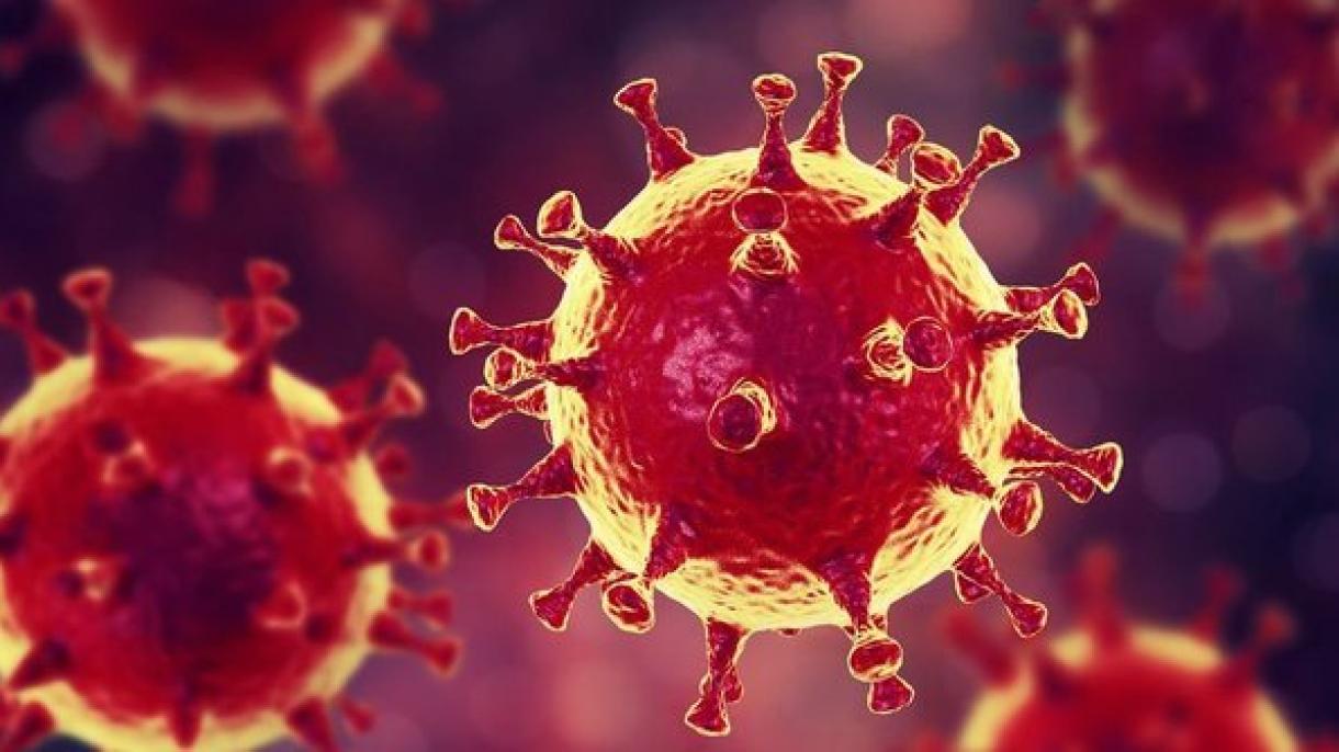 Koronavirus testın öydä yasa